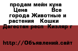 продам мейн куна › Цена ­ 15 000 - Все города Животные и растения » Кошки   . Дагестан респ.,Кизляр г.